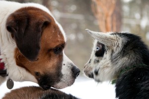 True love between a goat and a dog